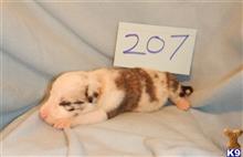 border collie puppy posted by BEARCREEKMOMMA