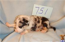 border collie puppy posted by BEARCREEKMOMMA