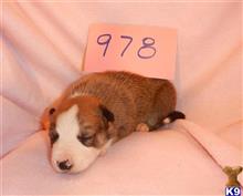 border collie puppy posted by BEARCREEKMOMMA