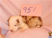 border collie puppy posted by BEARCREEKMOMMA
