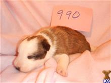 border collie puppy posted by BEARCREEKMOMMA