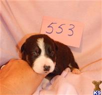 border collie puppy posted by BEARCREEKMOMMA