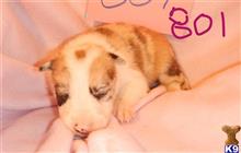 border collie puppy posted by BEARCREEKMOMMA