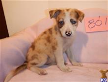 border collie puppy posted by BEARCREEKMOMMA
