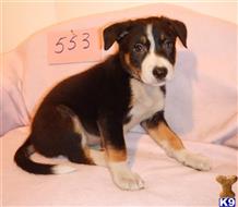 border collie puppy posted by BEARCREEKMOMMA