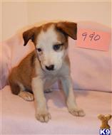 border collie puppy posted by BEARCREEKMOMMA