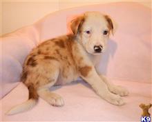 border collie puppy posted by BEARCREEKMOMMA