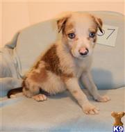 border collie puppy posted by BEARCREEKMOMMA