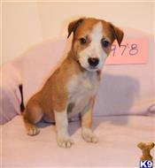 border collie puppy posted by BEARCREEKMOMMA