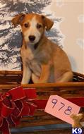 border collie puppy posted by BEARCREEKMOMMA