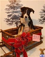 border collie puppy posted by BEARCREEKMOMMA