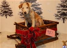 border collie puppy posted by BEARCREEKMOMMA