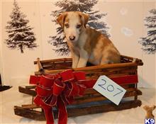 border collie puppy posted by BEARCREEKMOMMA