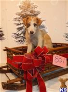 border collie puppy posted by BEARCREEKMOMMA