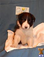 border collie puppy posted by BEARCREEKMOMMA