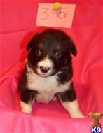 border collie puppy posted by BEARCREEKMOMMA