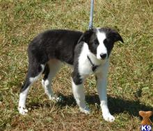 border collie puppy posted by BEARCREEKMOMMA
