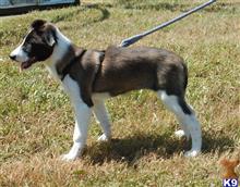border collie puppy posted by BEARCREEKMOMMA