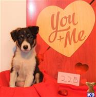 border collie puppy posted by BEARCREEKMOMMA