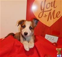 border collie puppy posted by BEARCREEKMOMMA