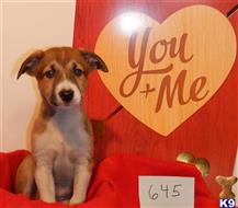 border collie puppy posted by BEARCREEKMOMMA