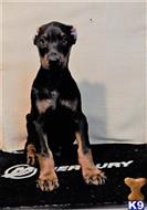doberman pinscher puppy posted by BEARCREEKMOMMA