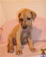 great dane puppy posted by BEARCREEKMOMMA