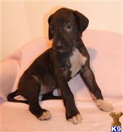 great dane puppy posted by BEARCREEKMOMMA
