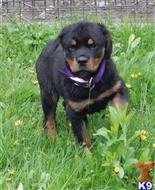 rottweiler puppy posted by BEARCREEKMOMMA