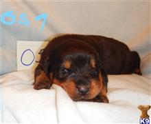 rottweiler puppy posted by BEARCREEKMOMMA