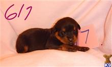 rottweiler puppy posted by BEARCREEKMOMMA