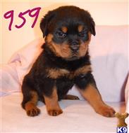 rottweiler puppy posted by BEARCREEKMOMMA