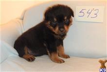rottweiler puppy posted by BEARCREEKMOMMA