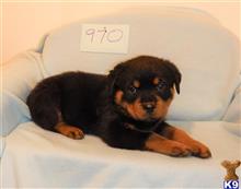rottweiler puppy posted by BEARCREEKMOMMA