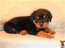 rottweiler puppy posted by BEARCREEKMOMMA