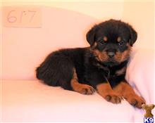 rottweiler puppy posted by BEARCREEKMOMMA