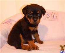 rottweiler puppy posted by BEARCREEKMOMMA