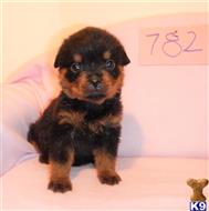 rottweiler puppy posted by BEARCREEKMOMMA