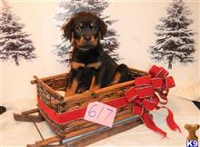 rottweiler puppy posted by BEARCREEKMOMMA