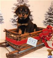 rottweiler puppy posted by BEARCREEKMOMMA