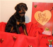 rottweiler puppy posted by BEARCREEKMOMMA
