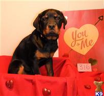 rottweiler puppy posted by BEARCREEKMOMMA