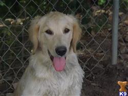 Goldendoodles