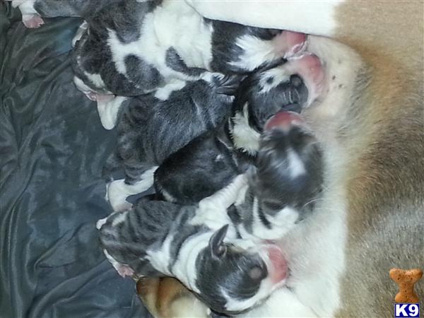 beagle puppy posted by BNParker