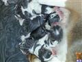 beagle puppy posted by BNParker