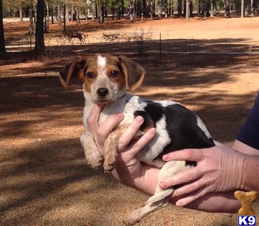 beagle puppy posted by BULLDOG21