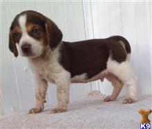 beagle puppy posted by BULLDOG21