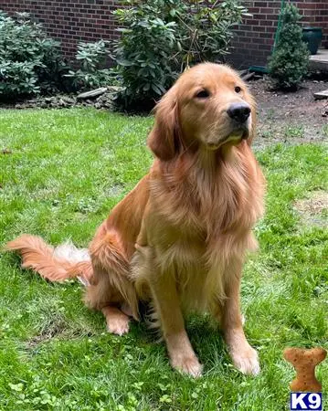 Golden Retriever