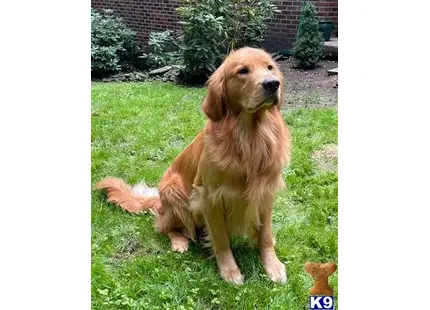 Sir Winston Racz of New Windsor available Golden Retriever puppy located in NEW WINDSOR