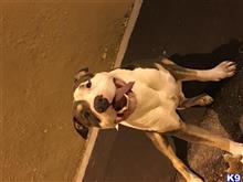 Zeus available American Pit Bull puppy located in MONTCLAIR